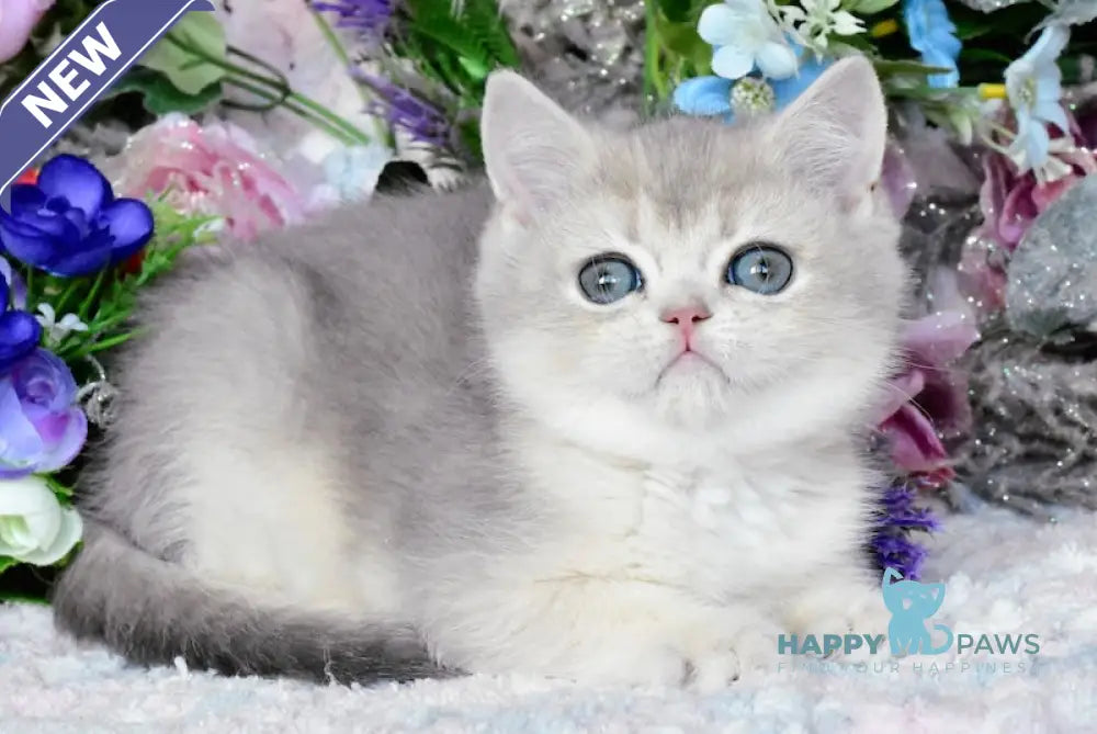 Nazar British Shorthair male blue golden shaded live animals