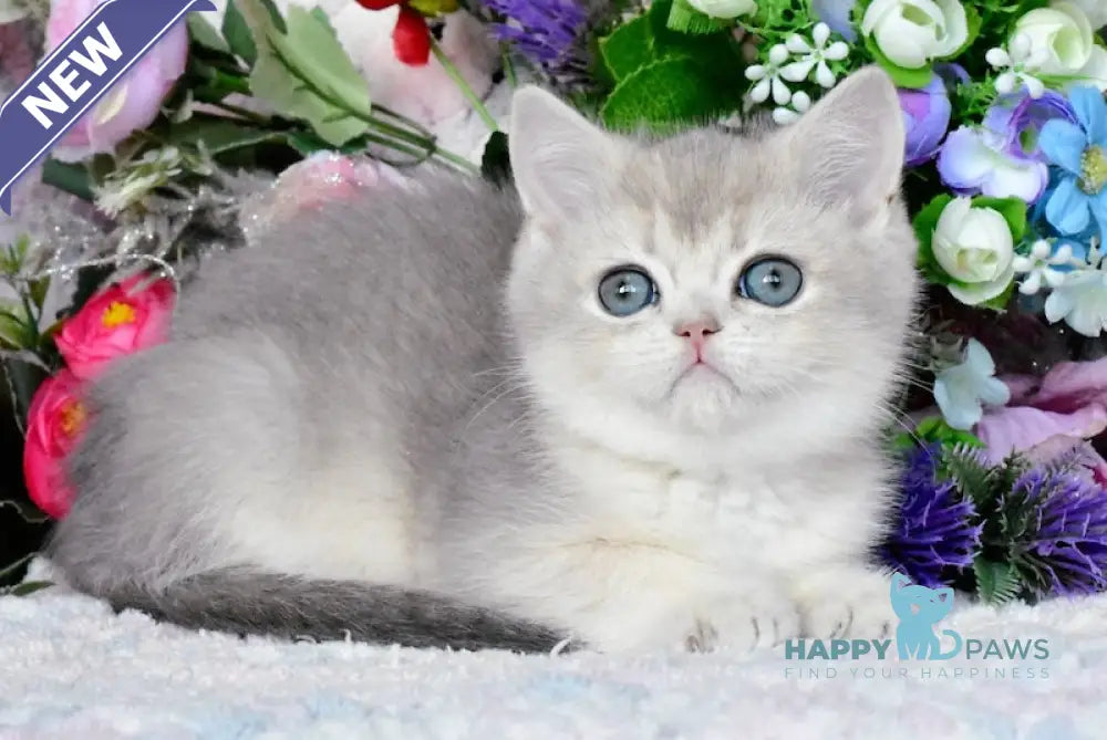Nazar British Shorthair male blue golden shaded live animals