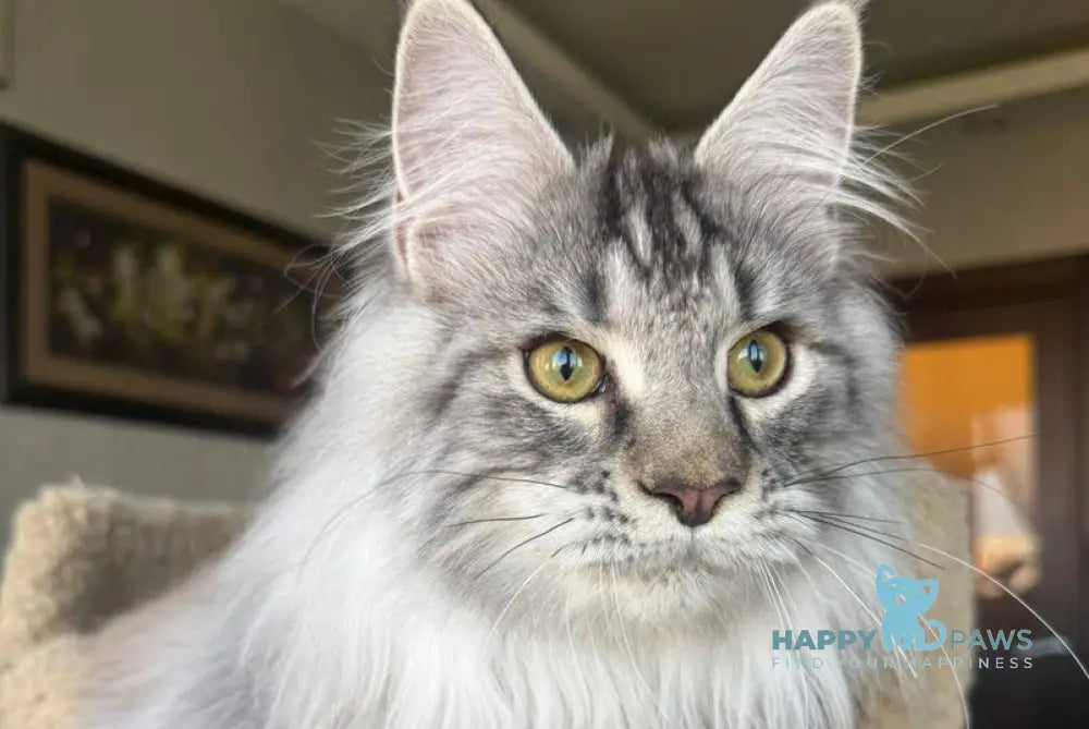 Nazar Maine Coon male black silver tabby live animals