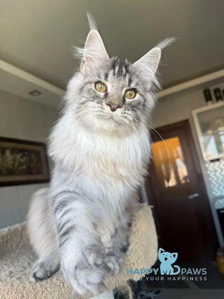 Nazar Maine Coon male black silver tabby live animals