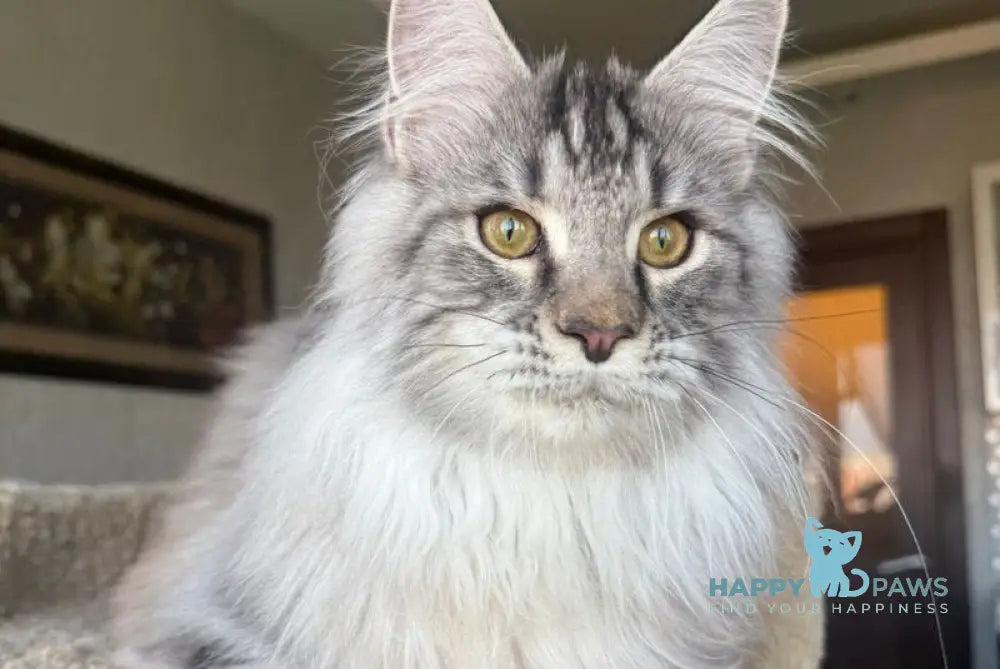 Nazar Maine Coon male black silver tabby live animals
