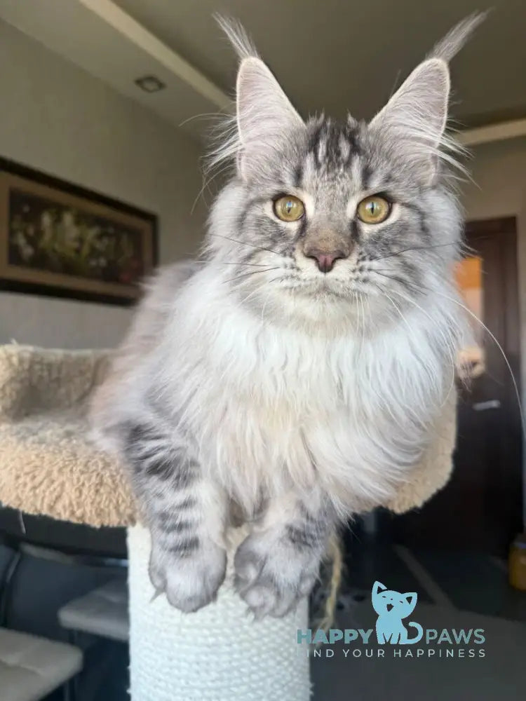 Nazar Maine Coon male black silver tabby live animals