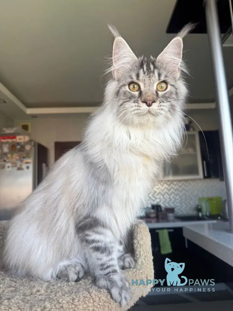 Nazar Maine Coon male black silver tabby live animals