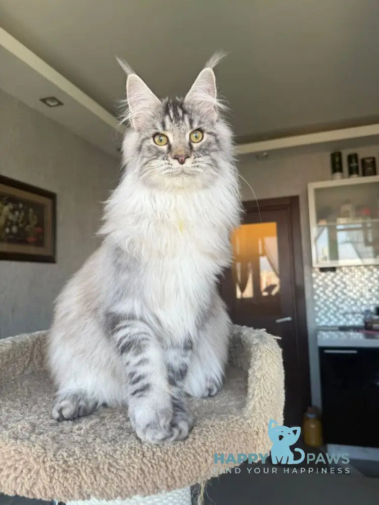 Nazar Maine Coon male black silver tabby live animals