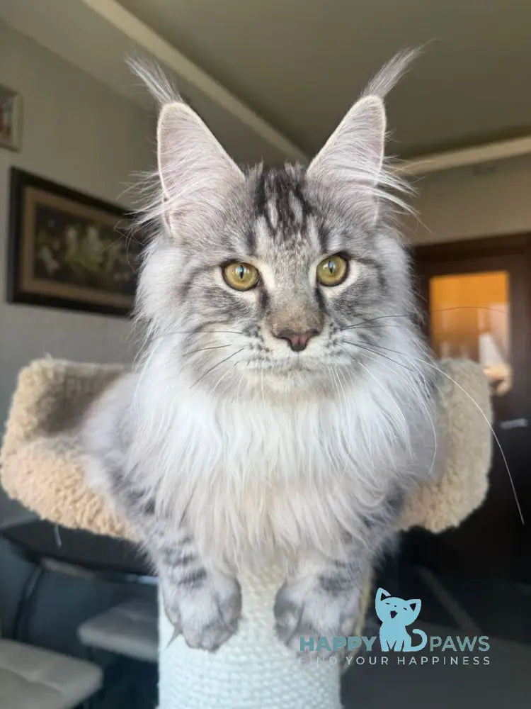 Nazar Maine Coon male black silver tabby live animals