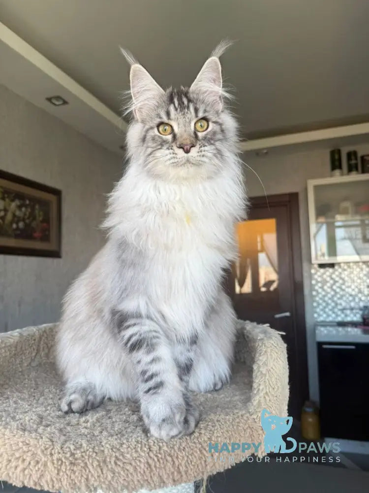 Nazar Maine Coon male black silver tabby live animals
