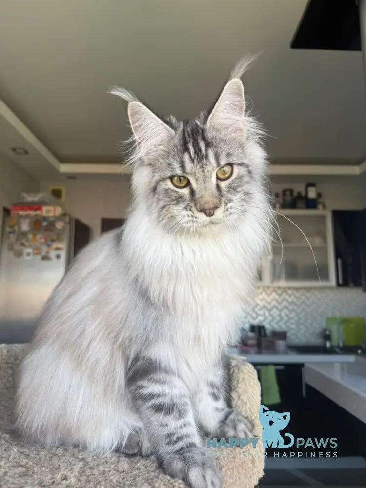 Nazar Maine Coon male black silver tabby live animals