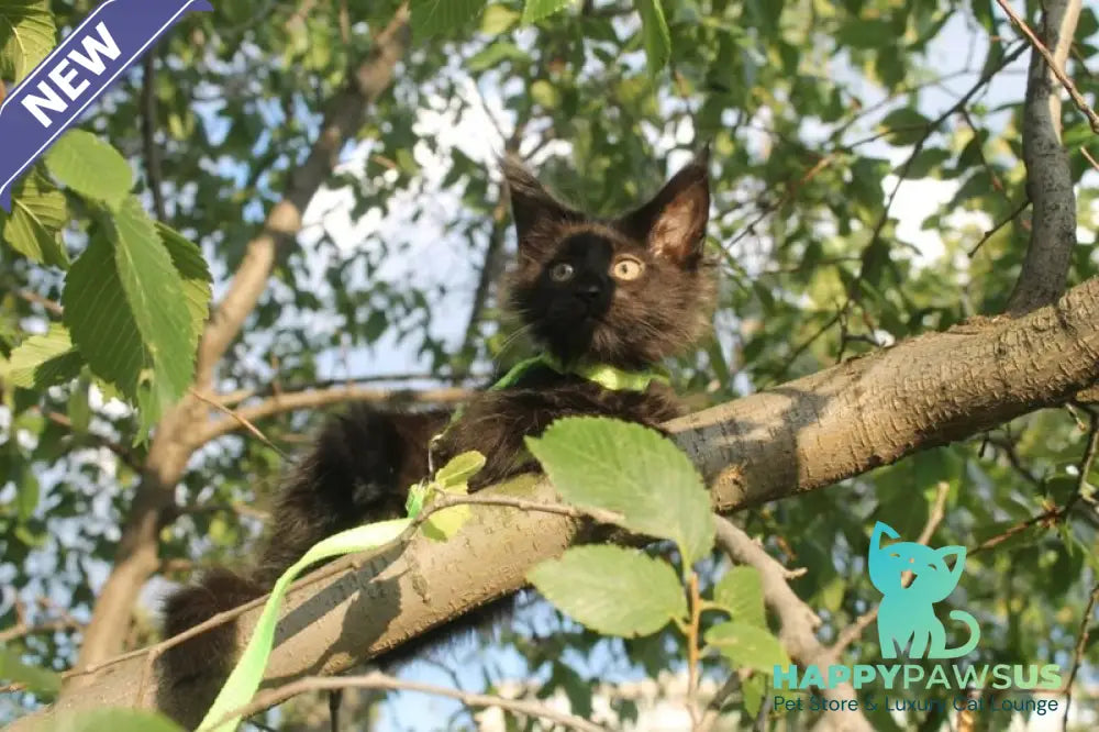 Nazira Maine Coon female black - live animals