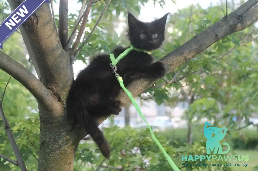 Nazira Maine Coon female black - live animals