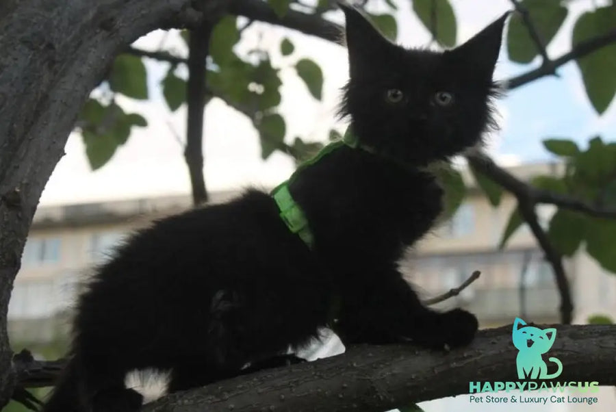 Nazira Maine Coon female black - live animals