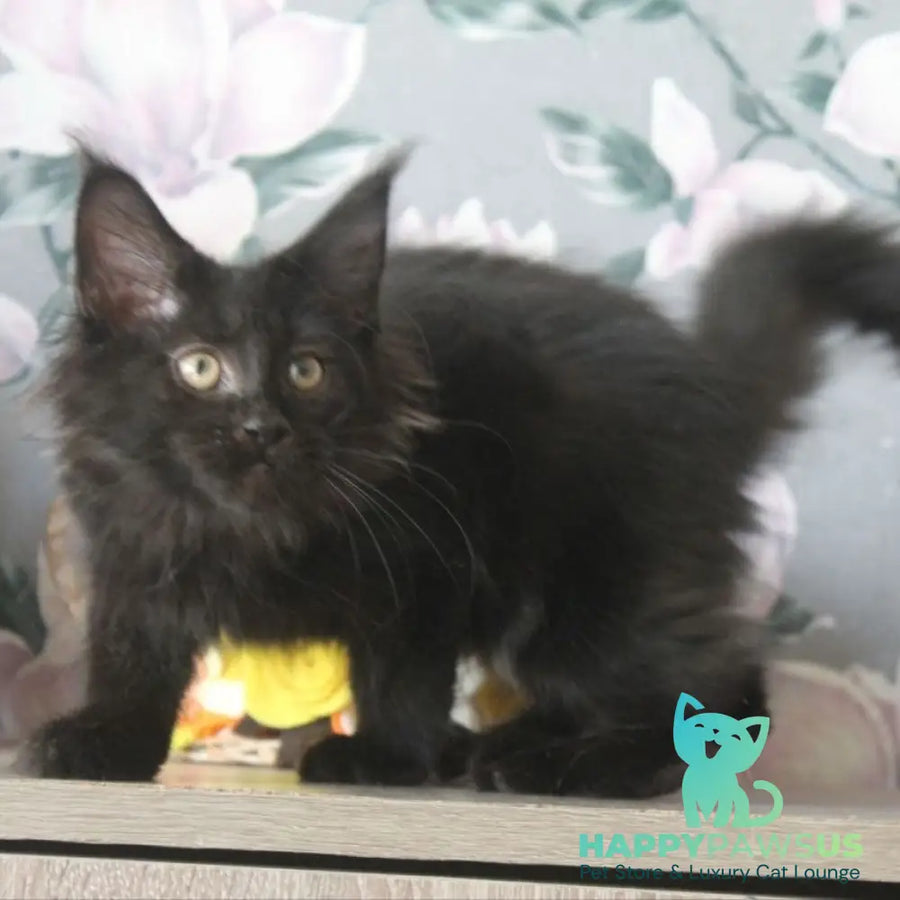 Nazira Maine Coon female black - live animals