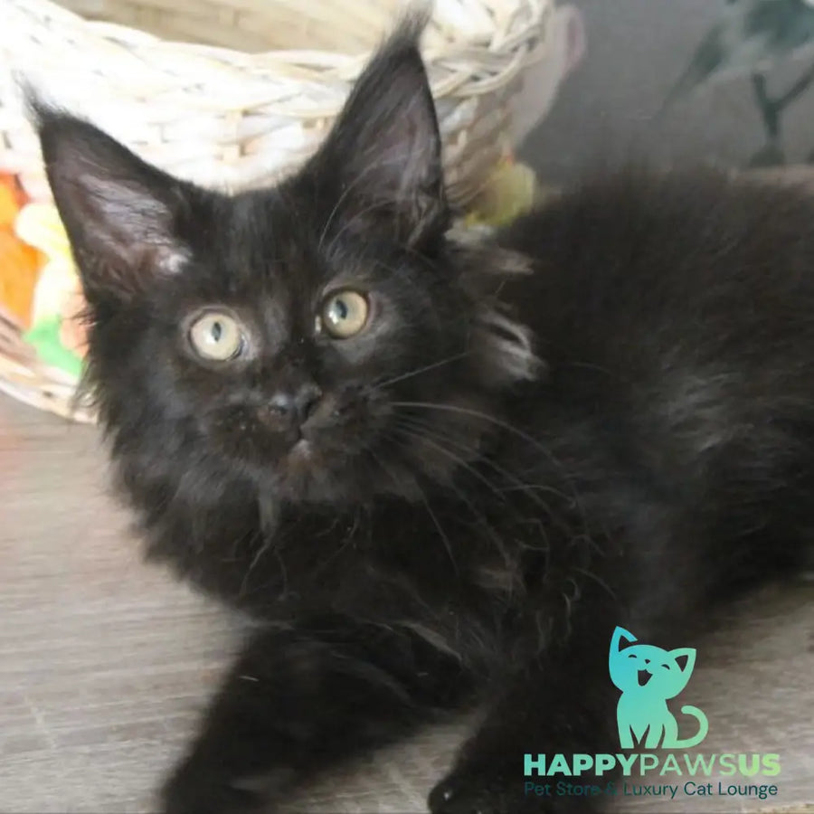 Nazira Maine Coon female black - live animals