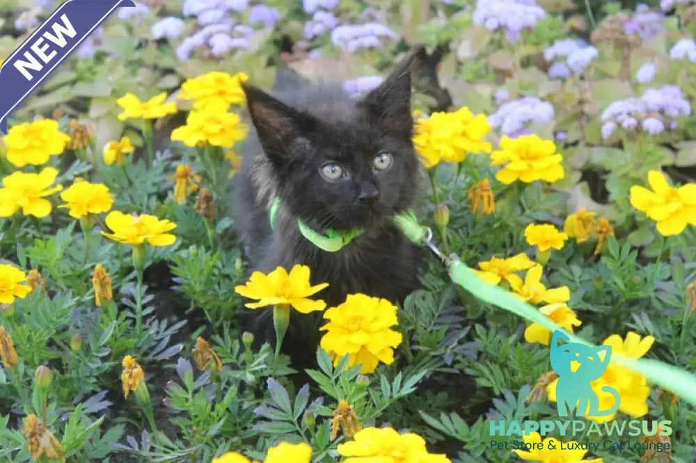 Nazira Maine Coon female black - live animals