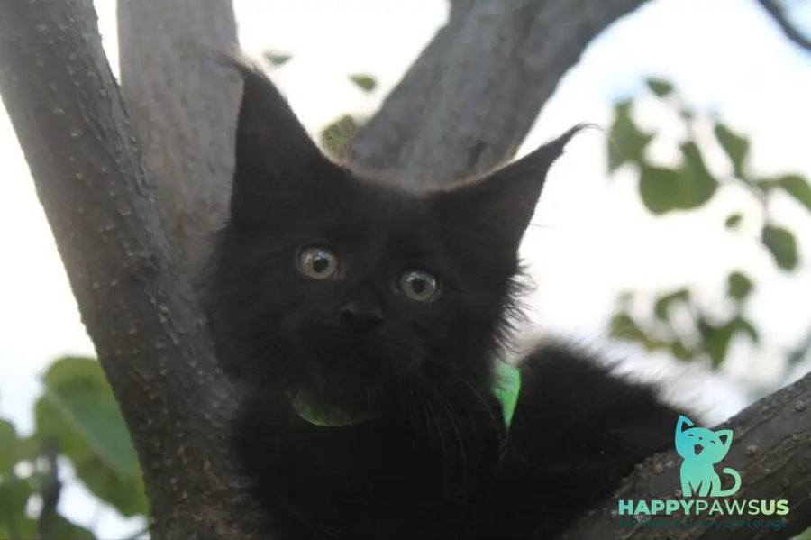 Nazira Maine Coon female black - live animals