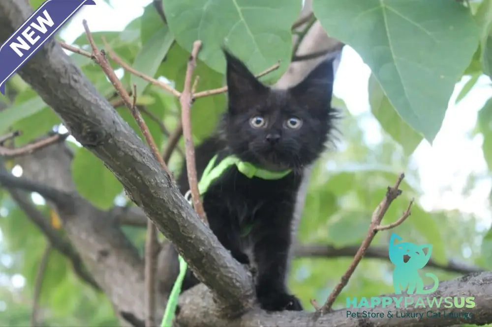 Nazira Maine Coon female black - live animals