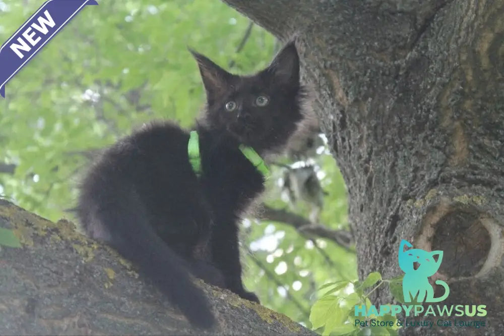 Nazira Maine Coon female black - live animals