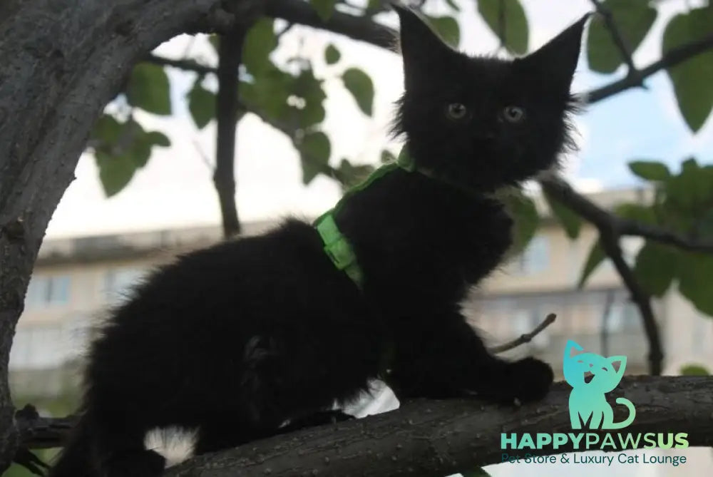 Nazira Maine Coon female black - live animals