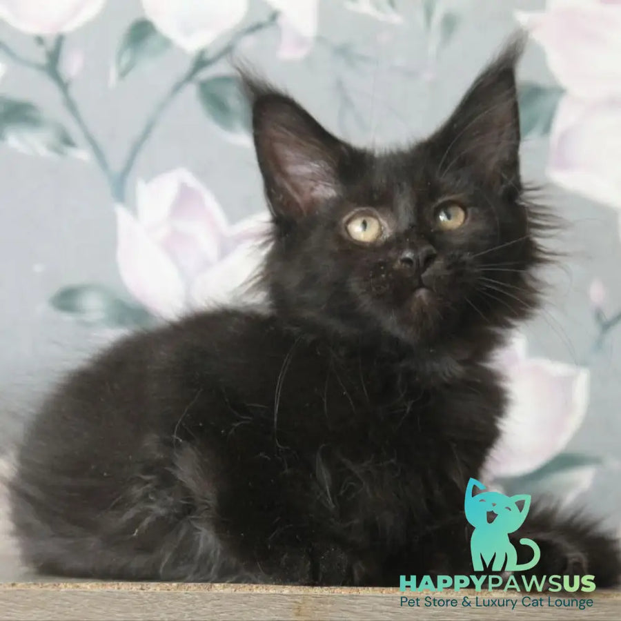 Nazira Maine Coon female black - live animals