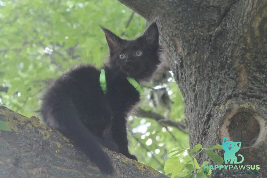 Nazira Maine Coon female black - live animals
