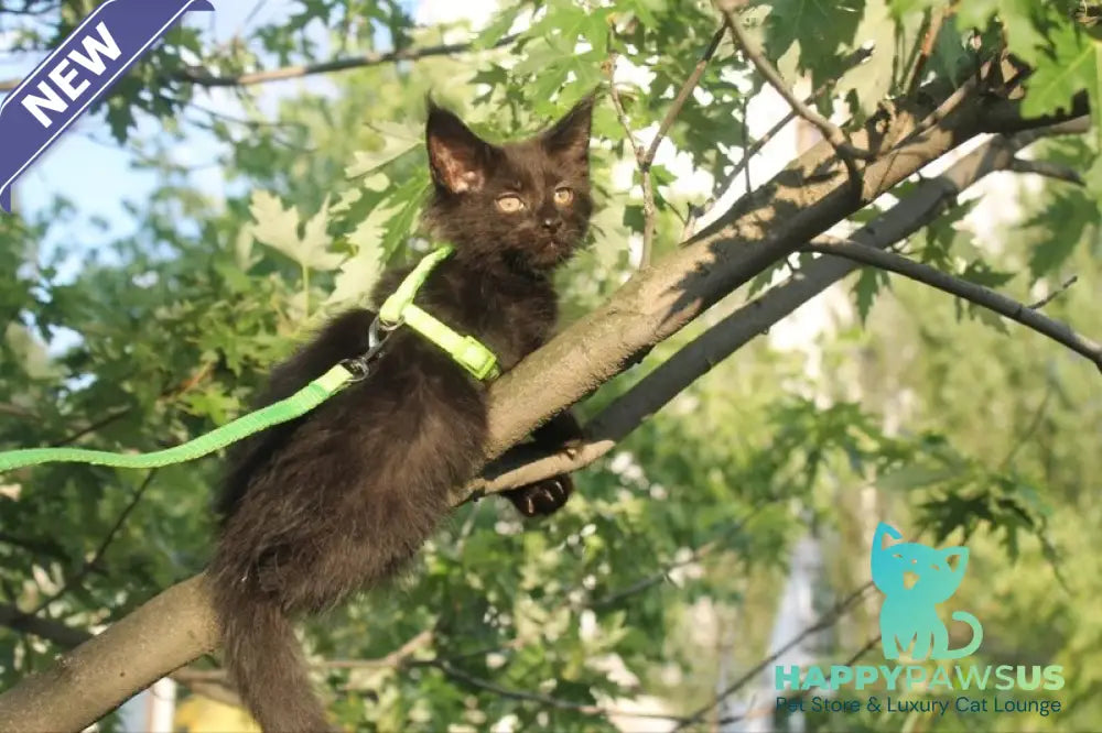 Nazira Maine Coon female black - live animals