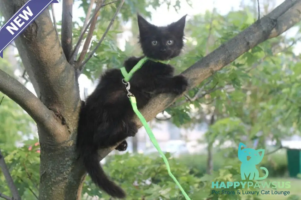 Nazira Maine Coon female black - live animals