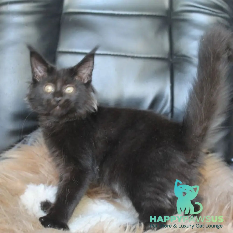Nazira Maine Coon female black - live animals
