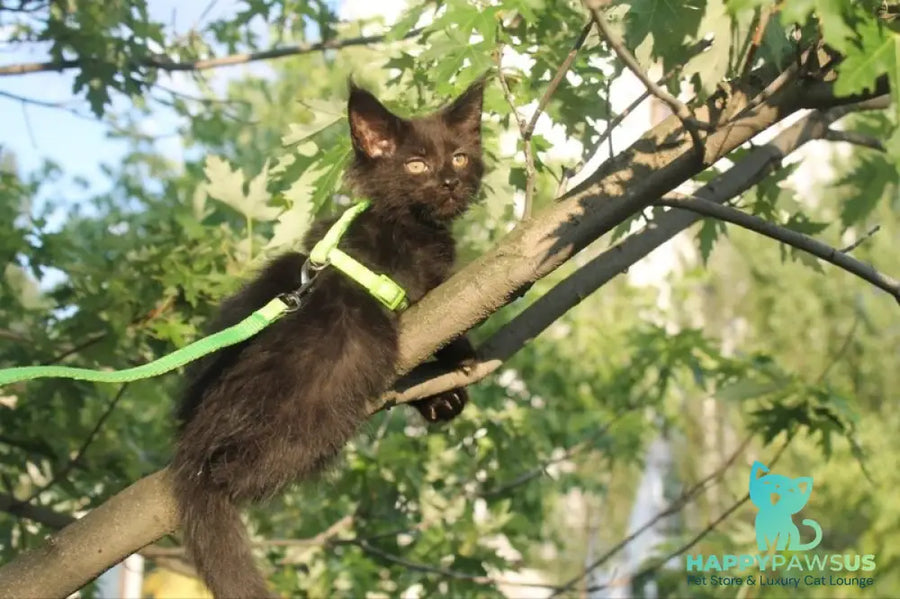 Nazira Maine Coon female black - live animals