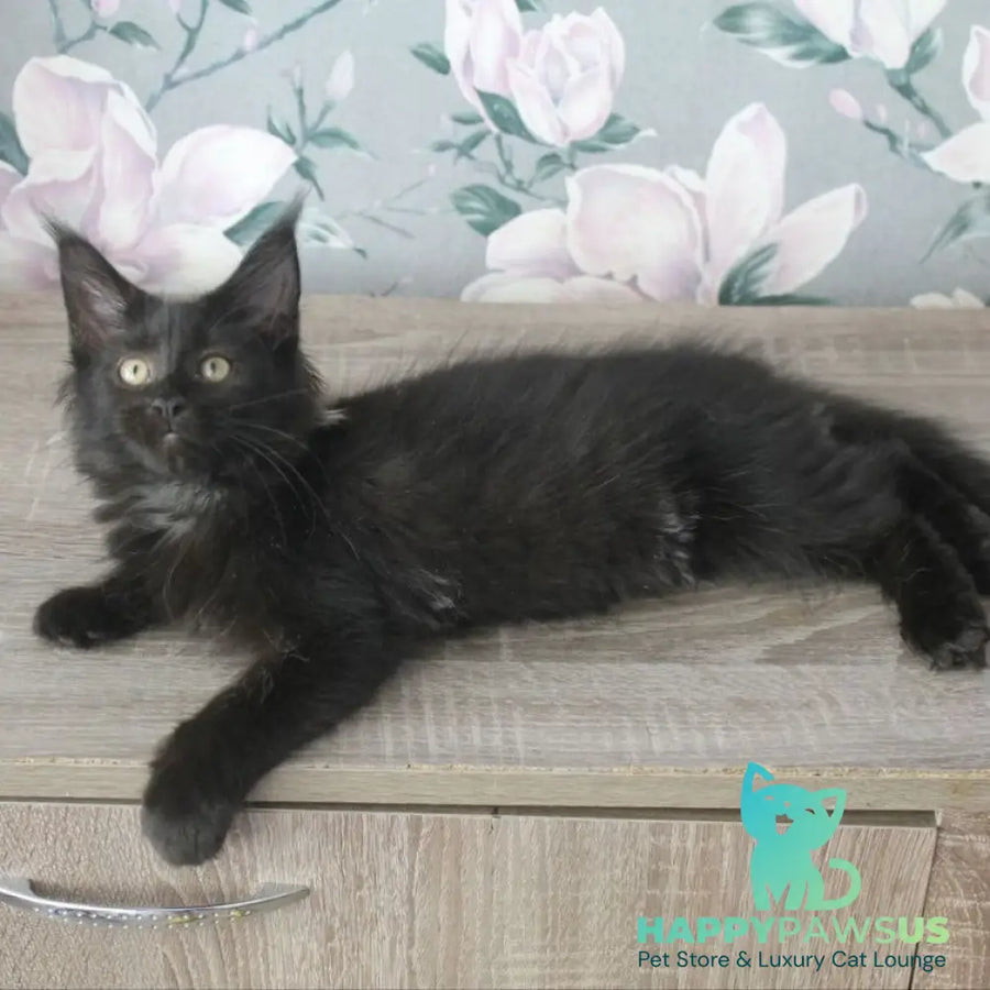 Nazira Maine Coon female black - live animals