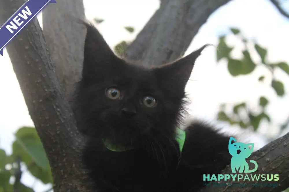 Nazira Maine Coon female black - live animals