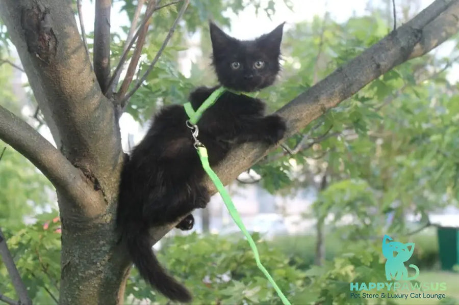Nazira Maine Coon female black - live animals