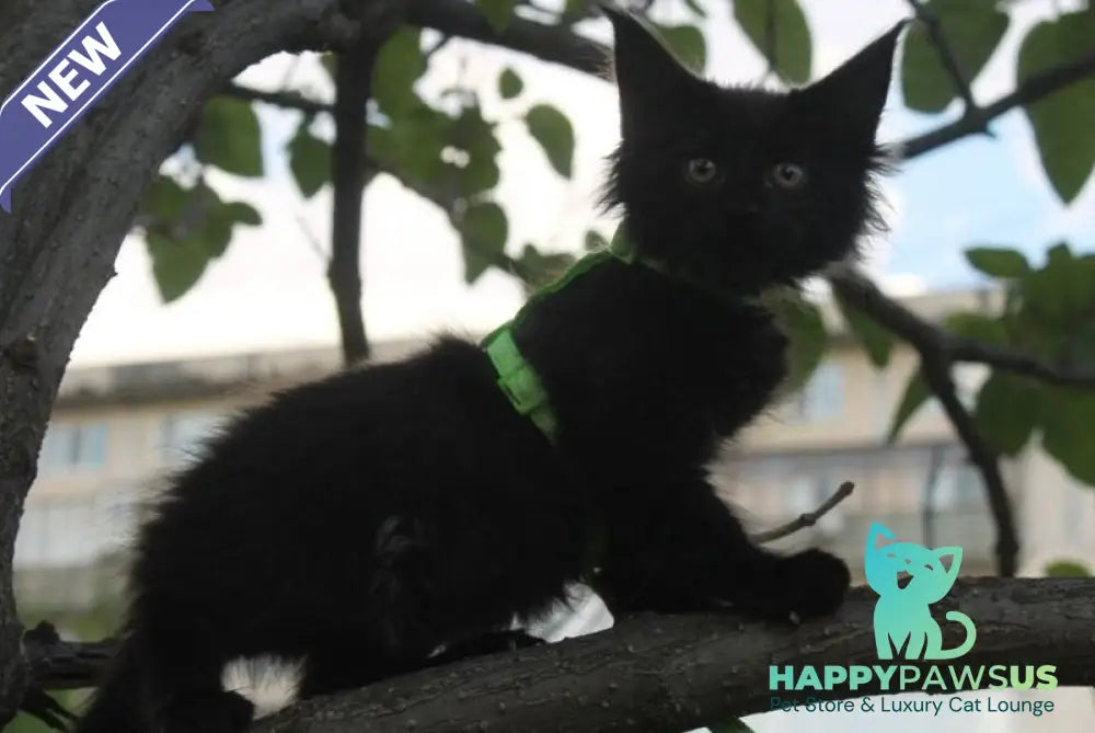 Nazira Maine Coon female black - live animals