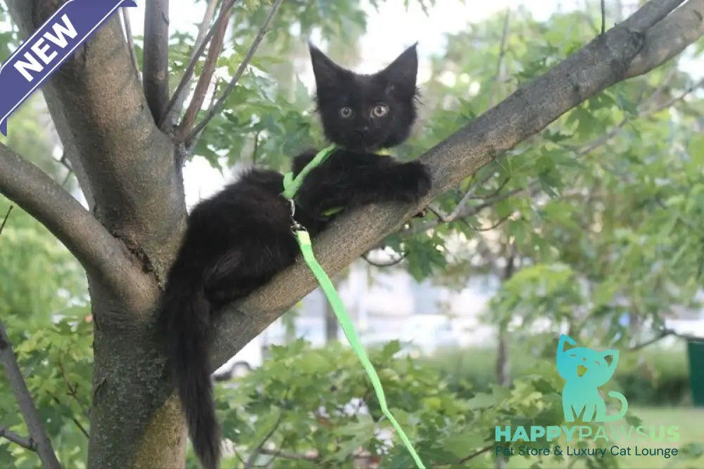 Nazira Maine Coon female black - live animals