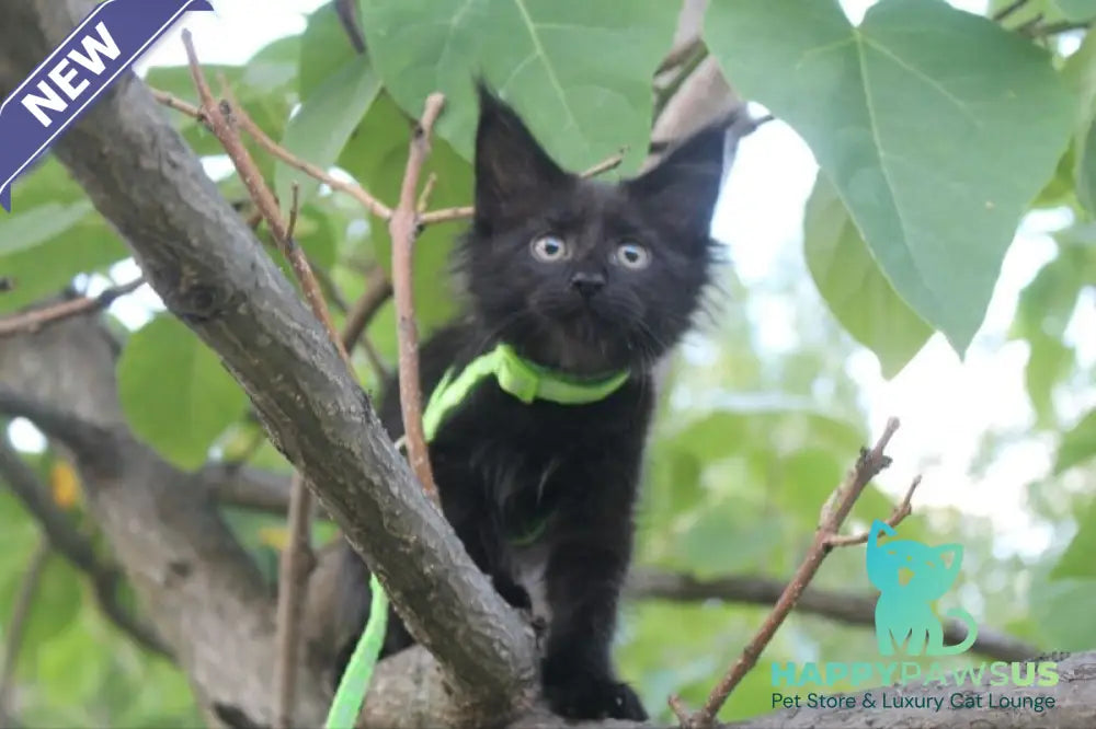 Nazira Maine Coon female black - live animals