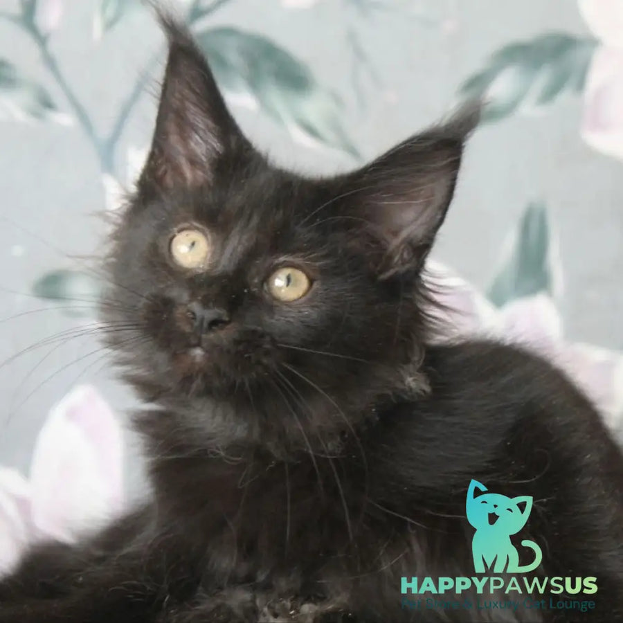 Nazira Maine Coon female black - live animals