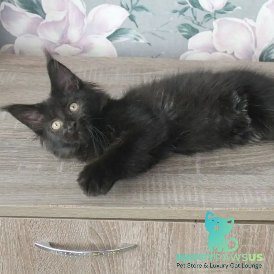 Nazira Maine Coon female black - live animals
