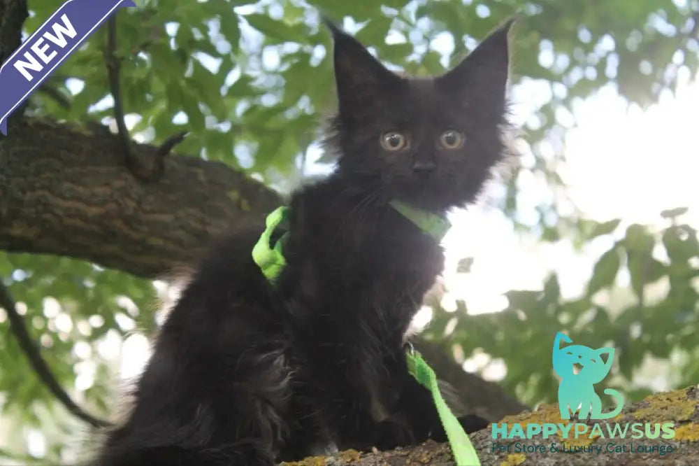 Nazira Maine Coon female black - live animals