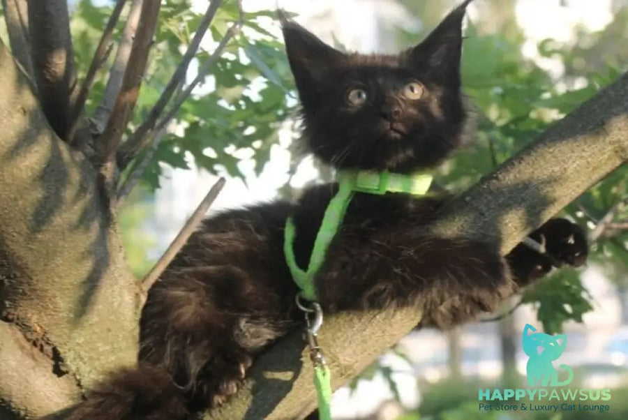 Nazira Maine Coon female black - live animals