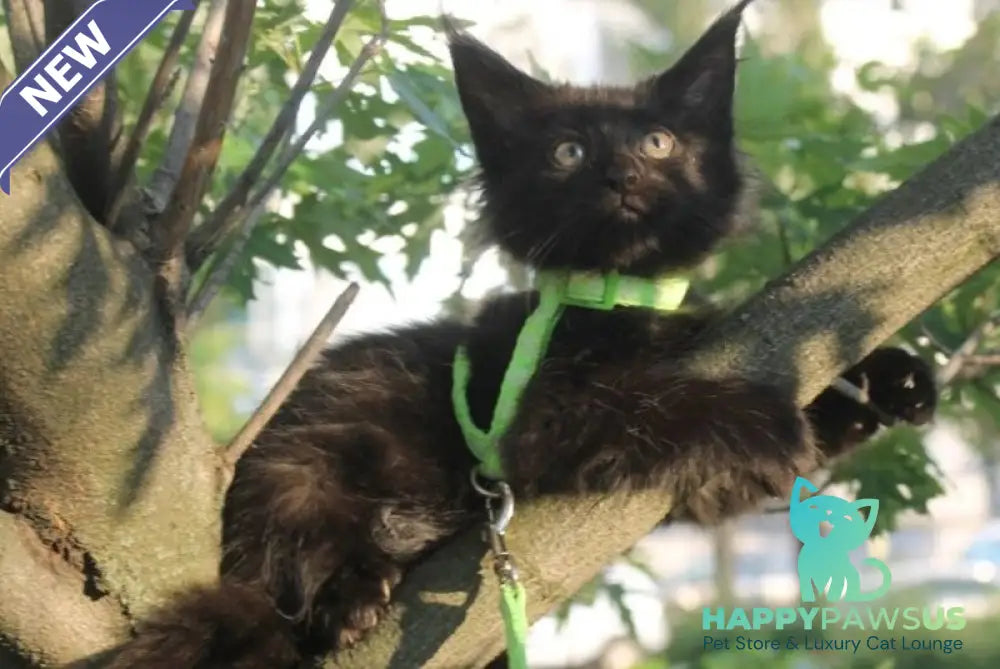 Nazira Maine Coon female black - live animals