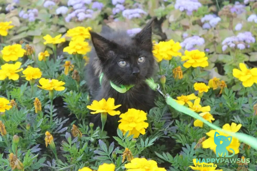 Nazira Maine Coon female black - live animals
