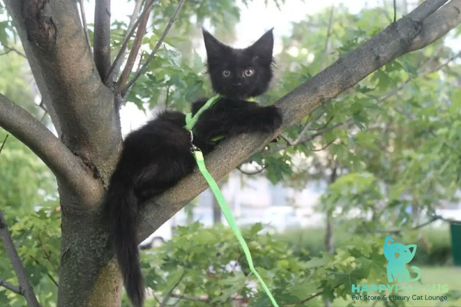 Nazira Maine Coon female black - live animals