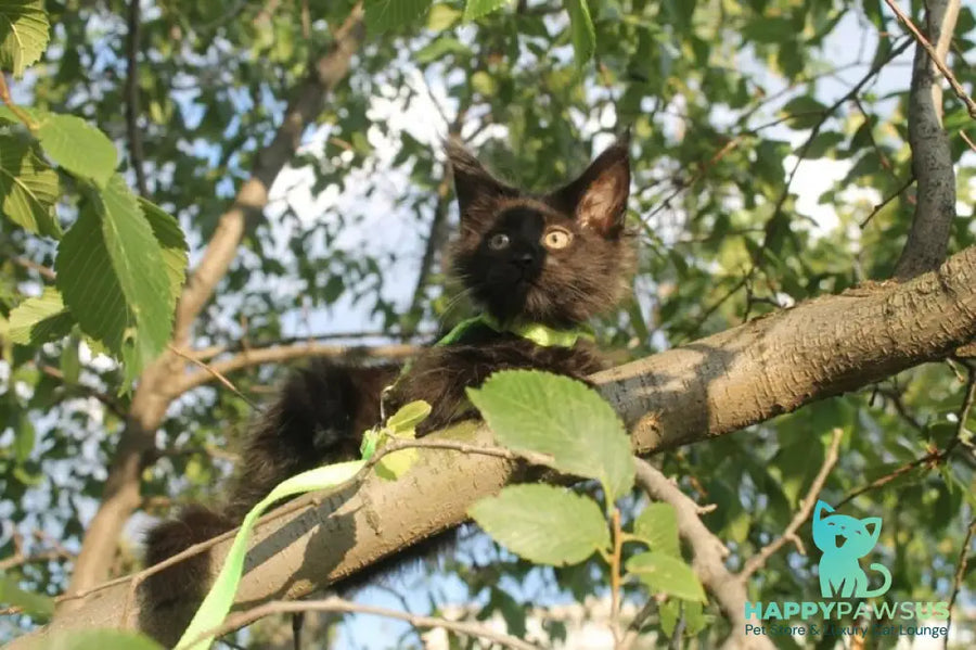 Nazira Maine Coon female black - live animals