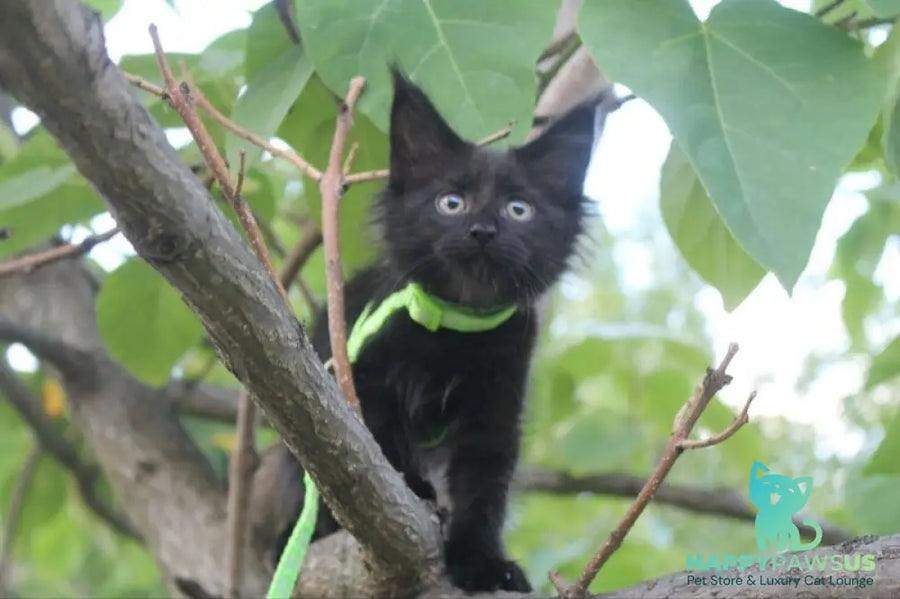 Nazira Maine Coon female black - live animals