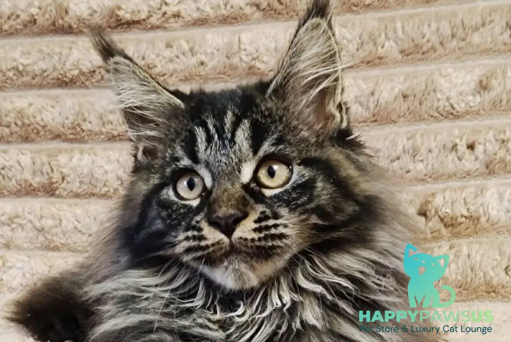 Nebula Maine Coon male black tabby live animals