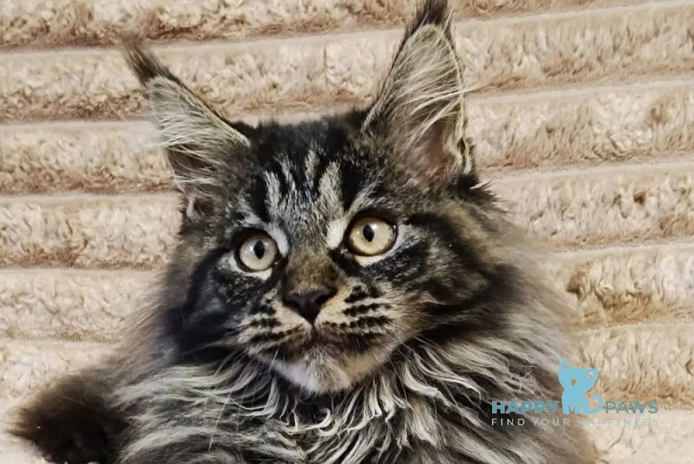 Nebula Maine Coon male black tabby live animals