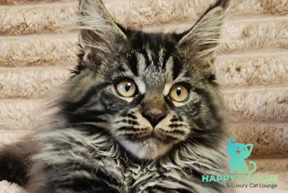 Nebula Maine Coon male black tabby live animals