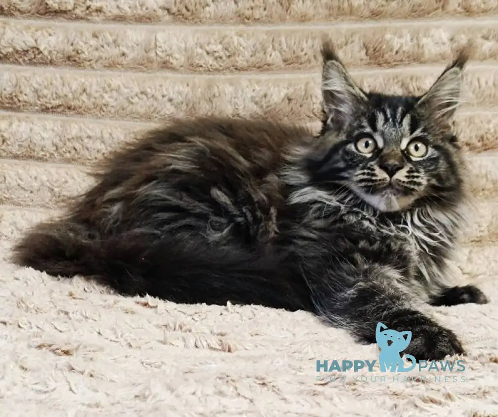 Nebula Maine Coon male black tabby live animals