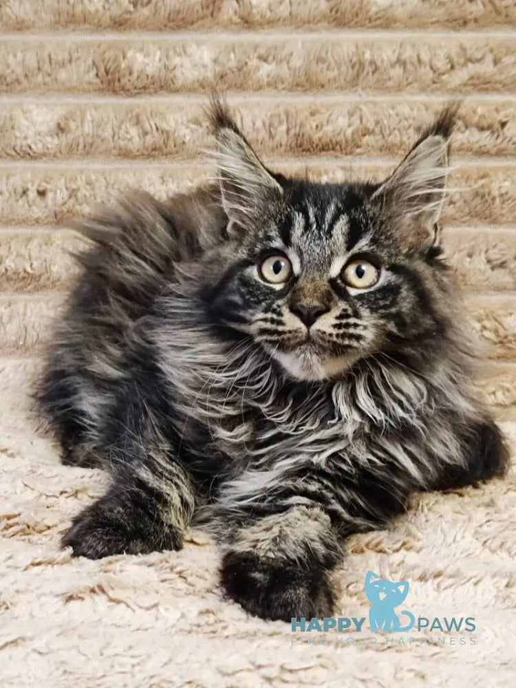 Nebula Maine Coon male black tabby live animals