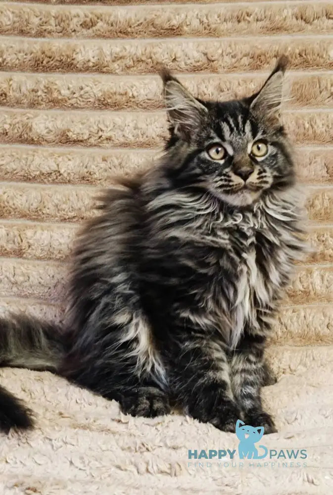 Nebula Maine Coon male black tabby live animals