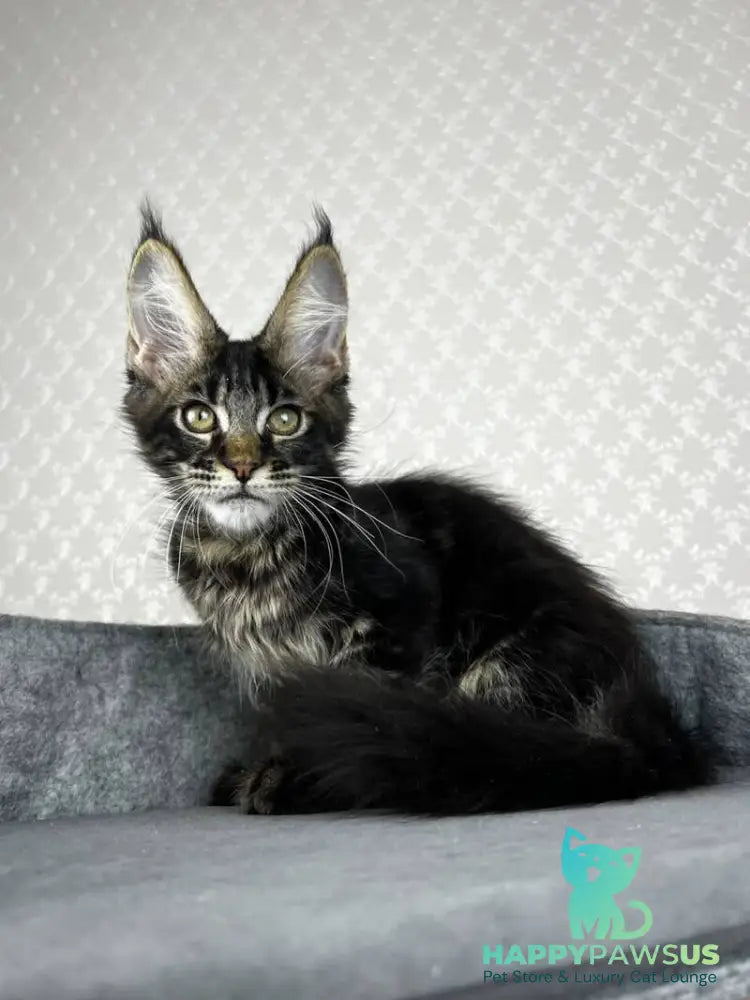 Necko Maine Coon male black tabby - live animals