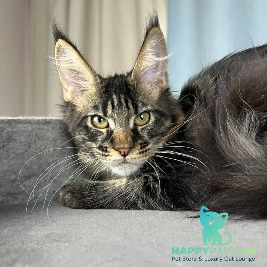 Necko Maine Coon male black tabby - live animals